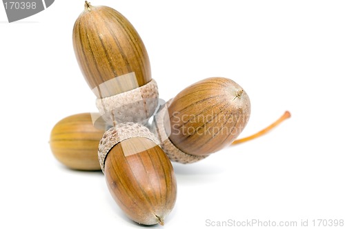 Image of Acorn