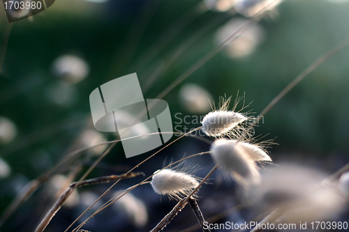 Image of Plants and flowers from corsica