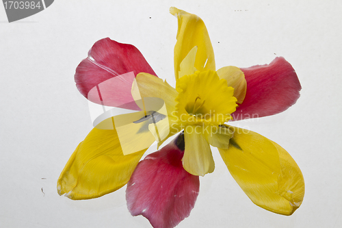 Image of Yellow lily closeup