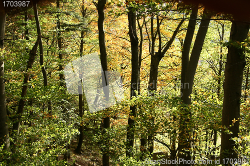 Image of trees and forest