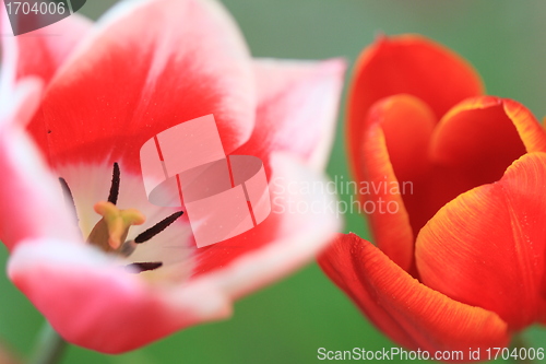 Image of Tulips