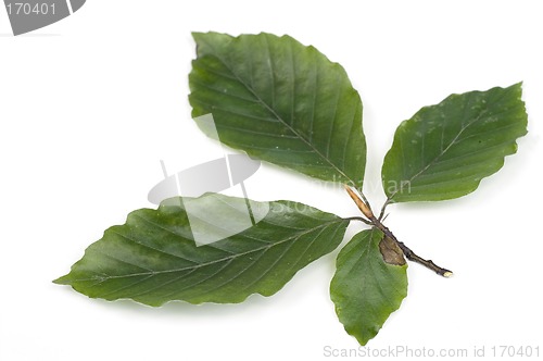 Image of Beechen leafs