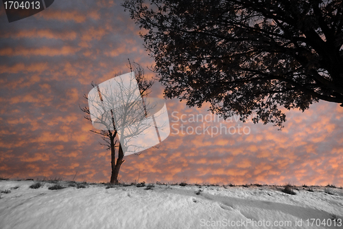 Image of lonely tree