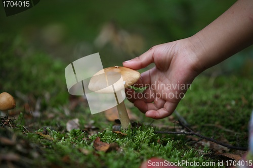 Image of MUSHROOM