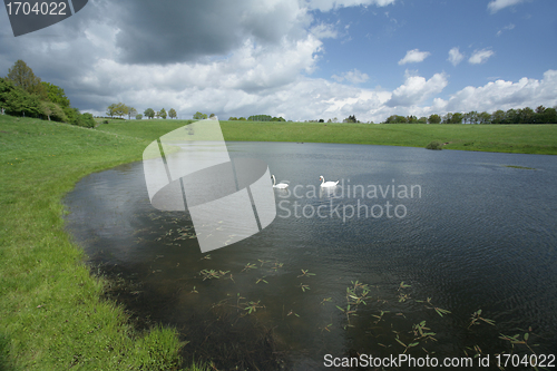 Image of Swan