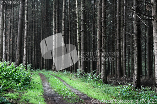Image of trees and forest