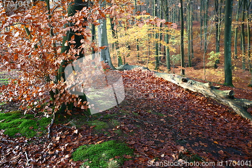 Image of colorul forest