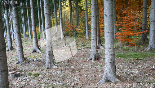 Image of Autumn forest