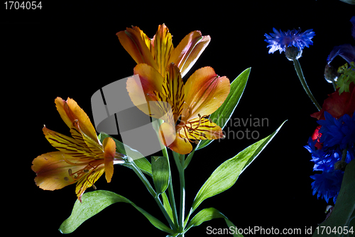 Image of Flowers