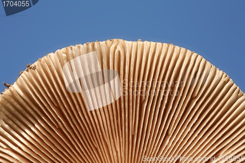 Image of MUSHROOM