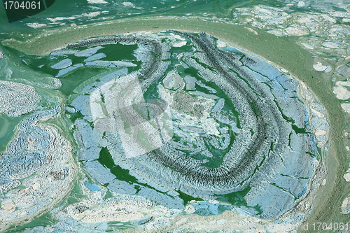 Image of Blue-green algae