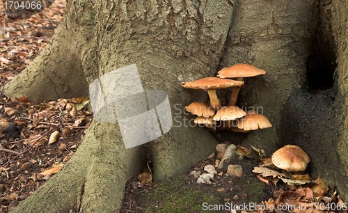 Image of MUSHROOM