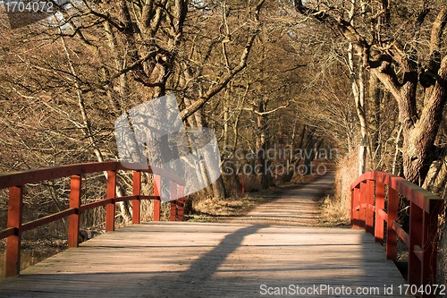 Image of trees and forest
