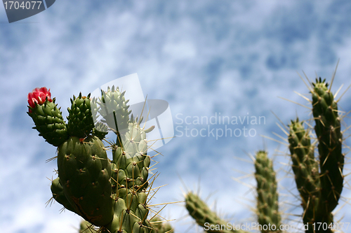 Image of Plants and flowers from corsica