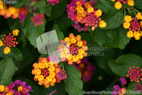 Image of Plants and flowers from corsica