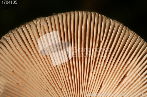 Image of MUSHROOM