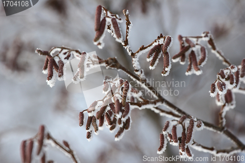 Image of snowy winter