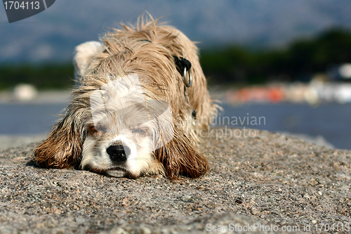 Image of abandonned dog