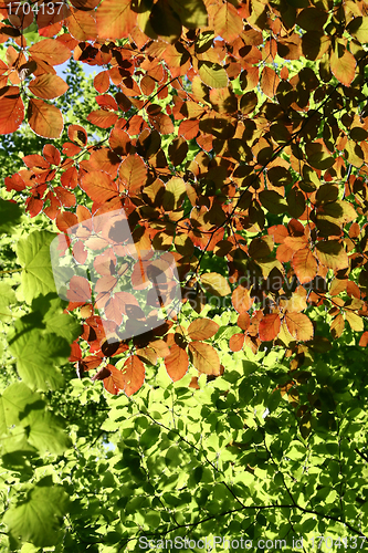 Image of danish landscape01