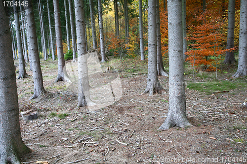 Image of Autumn forest