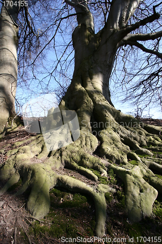 Image of forest