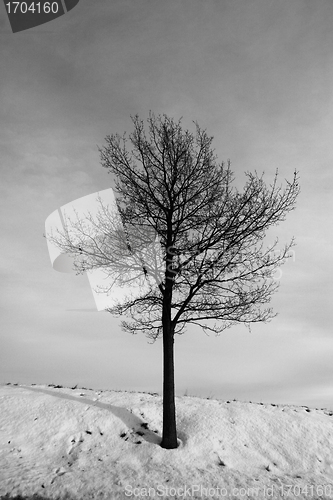 Image of lonely tree