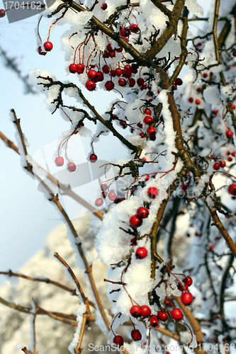 Image of winter