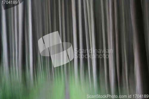 Image of trees and forest