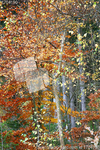 Image of Autumn forest