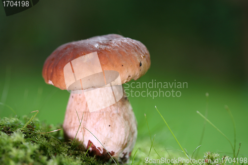 Image of mushrooms