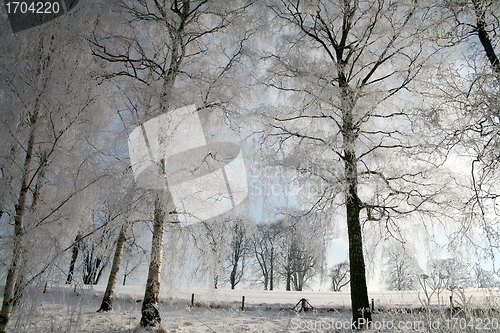 Image of winter in denmark