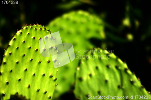 Image of Plants and flowers from corsica