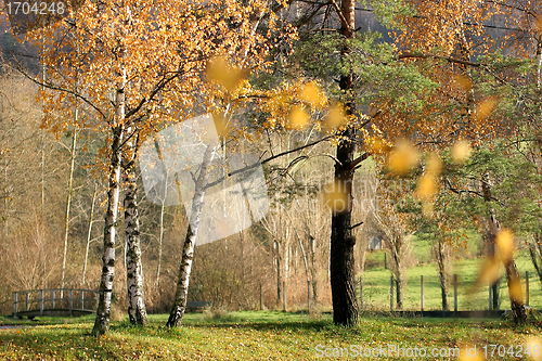 Image of alsacian landscape