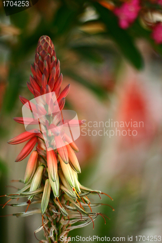 Image of Plants and flowers from corsica