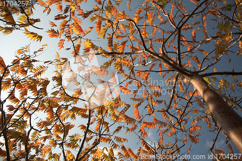Image of auntomn  leaves