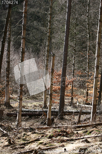 Image of trees and forest