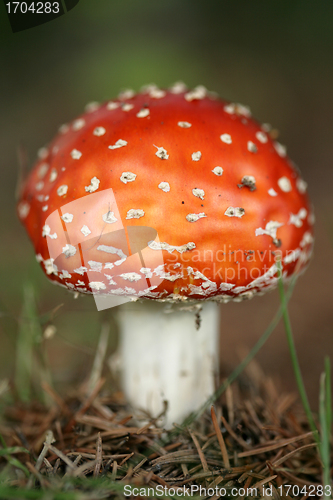 Image of amanita muscaria