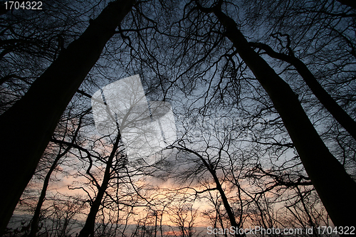 Image of trees and forest