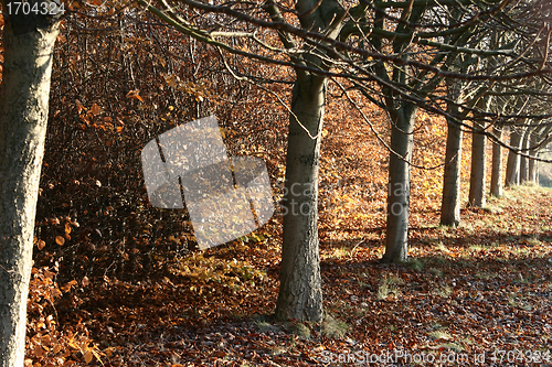 Image of danish autumn