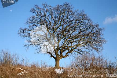 Image of lonely tree