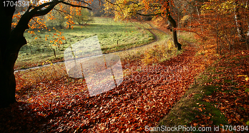 Image of colorul forest