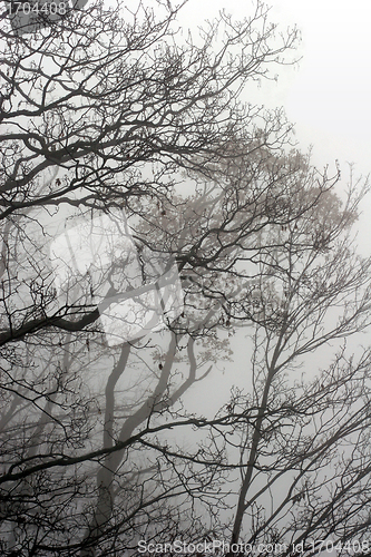 Image of trees and forest