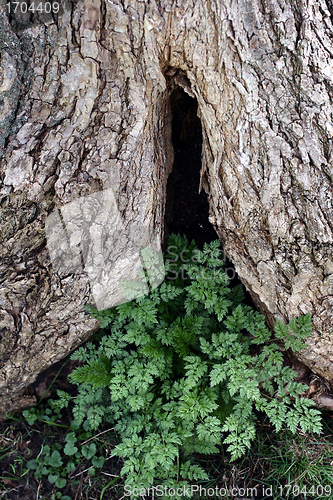 Image of trees and forest