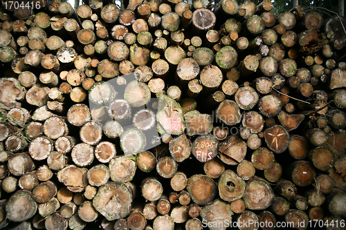 Image of tree trunk
