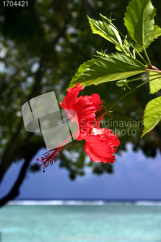 Image of maldives islands