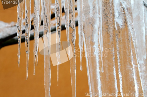 Image of iced tree