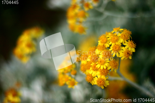 Image of Plants and flowers from corsica