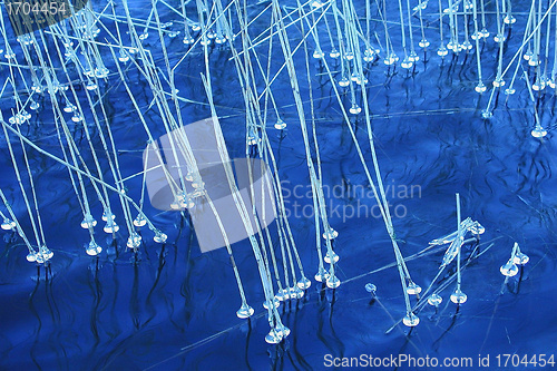 Image of reed