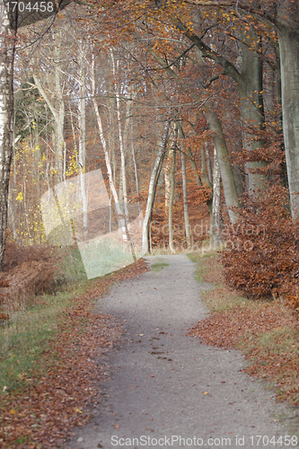 Image of Autumn forest