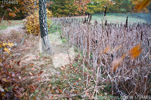 Image of Trees and forest in Denmark